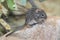 Four-striped grass mouse