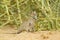 Four-striped Grass Mouse - Rhabdomys pumilio