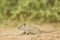 Four-striped Grass Mouse - Rhabdomys pumilio