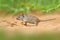 Four-striped grass mouse, Rhabdomys pumilio, beautiful rat in the habitat. Mouse in the sand with green vegetation, funny image