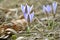 Four striped purple crocus growing