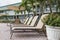 Four sun loungers by the poolwith palms. Florida