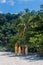 Four surfboards on the beach. The jungle at background. Scene of Brazil.