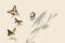 Four swallowtail butterflies in flight and flower shadow on Set Sail Champagne background,  3d illustration