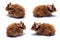 Four Syrian hamsters on a white background