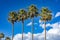 Four tall coconut trees with a cloudy blue sky background