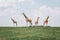 Four tall giraffes standing together in savanna park on summer day. Big exotic African animals walking on meadow looking watching