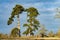 Four Tall Pine Trees in a Cotswold landscape