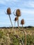 Four tall teasels and a blue sky