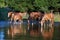 Four thirsty horses on the lake drinking water