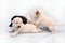 Four three-week Labrador puppies have fun playing