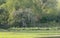 Four Tigers walking inmorning light in Ranthambhore National Park