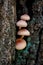 Four tiny brownish mushrooms growing on the tree in the forest