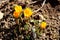 Four tiny Saffron crocus or Crocus sativus flowering perennial plants with bright yellow open flowers starting to open