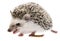 Four-toed Hedgehog African pygmy hedgehog