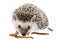 Four-toed Hedgehog African pygmy hedgehog