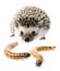 Four-toed Hedgehog African pygmy hedgehog