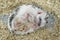 The four-toed hedgehog, also known as the African pygmy hedgehog lying down.