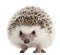 Four-toed Hedgehog, Atelerix albiventris