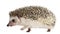 Four-toed Hedgehog, Atelerix albiventris