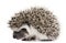 Four-toed Hedgehog, Atelerix albiventris