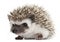 Four-toed Hedgehog, Atelerix albiventris, 3 weeks old