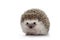 Four toed hedgehog on white background