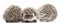 Four-toed Hedgehogs, Atelerix albiventris