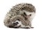 Four-toed Hedgehogs, Atelerix albiventris