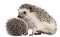 Four-toed Hedgehogs, Atelerix albiventris