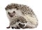 Four-toed Hedgehogs, Atelerix albiventris