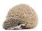 Four-toed Hedgehogs, Atelerix albiventris, 3 weeks old