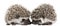 Four-toed Hedgehogs, Atelerix albiventris, 3 weeks old