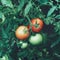 four tomatoes green and red hanging on a plant with leaves