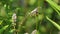 A four toothed mason wasp Monobia quadridens on a sweetspire