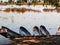 Four traditional canoes lined up along edge of Okavango Delta swamp