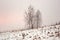 Four trees in snowdrifts on hill