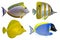 Four Tropical Fishes isolated