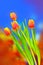 Four tulipa flamboyant bulbs against colorful abstract background