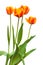 Four tulips blooming on a bed on a white background isolated