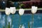 Four Tulips in front of a blue pool