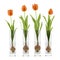 Four tulips in glass vases isolated on white