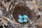 Four turquoise speckled eggs in the nest of the Eurasian Blackbird in their natural habitat.