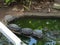 Four turtles falling jn line in a pond