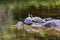 Four turtles looking up and resting on rock at in the pond of the Nehru Zoological Park - Hyderabad, India