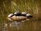 Four Turtles on a Rock in the Lake