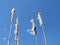 Four Typha and their fluff, blue sky in the background.