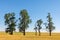 Four unique beautiful trees in a row in a corn field in Montana