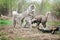 Four usky dog playing in autumn