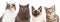 Four Various Breed Cat Closeups